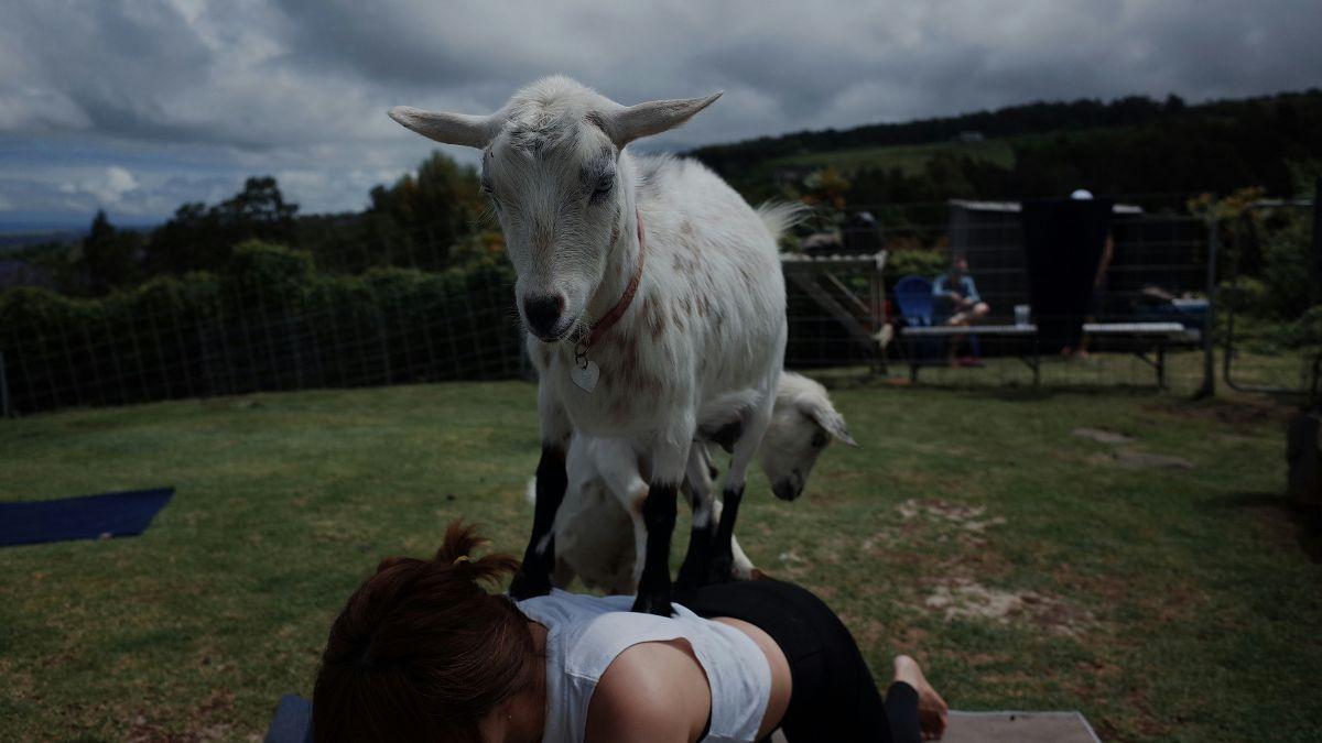 Photo of baby goat yoga