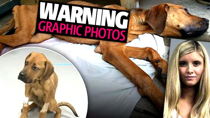 //madeleine cornish mtv allegedly abandoned puppy three weeks ago charges animal cruelty pp sl