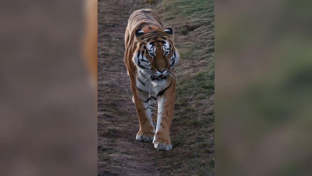 Photo of Altai the Tiger