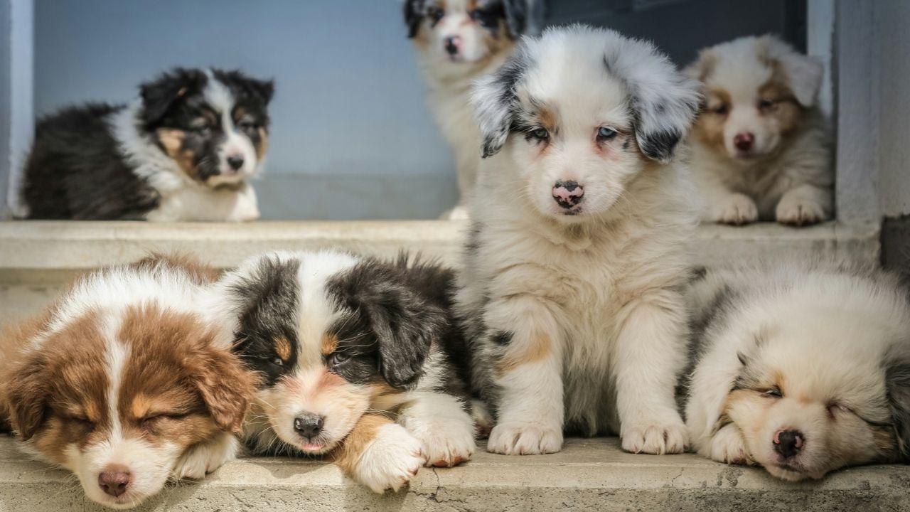 Image Of Puppies