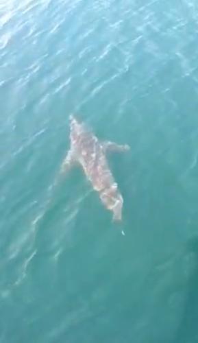 Great White Shark Videoed By Fisherman Off Of Cape Cod