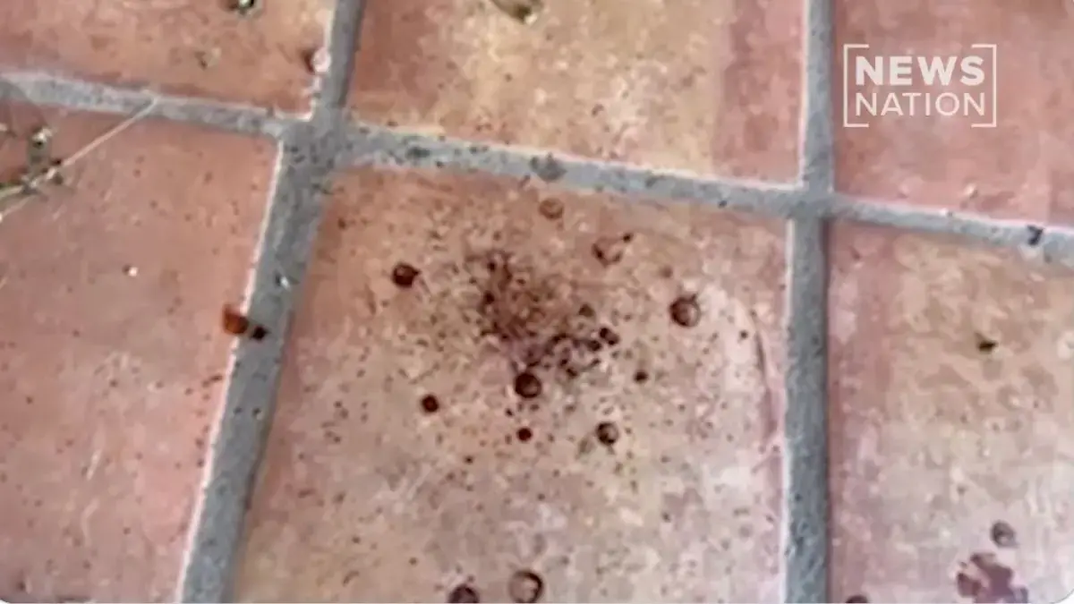 Blood was found on Nancy Guthrie's porch and driveway.