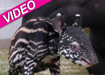//tapir baby denver zoo