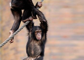 //chimp attack south africa