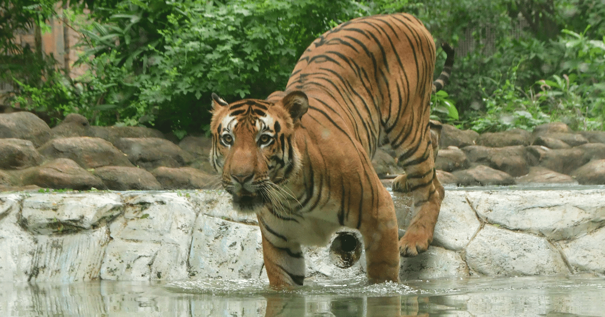 Photo of a tiger