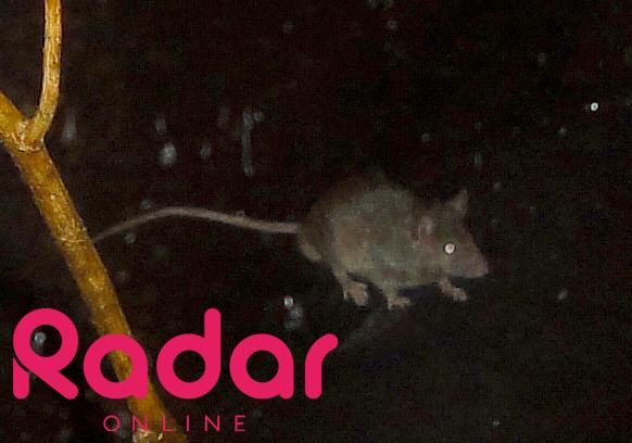gaga-restaurant-mouse-010813-jr002-excl.