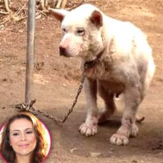 //alyssa milano saved south korea dog rescued sq