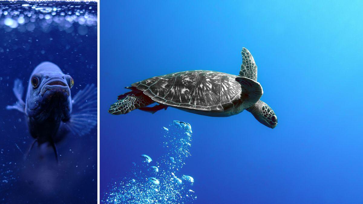 China's Ministry of State Security claimed 'spy turtles' and 'spy fish' were found carrying devices that gathered marine data.