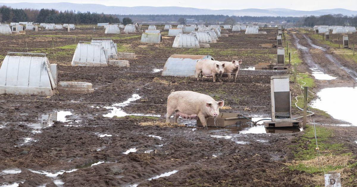 Elderly Woman Killed And Eaten By Neighbor's Pigs In Christmas Attack