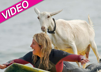 //surfing goat california