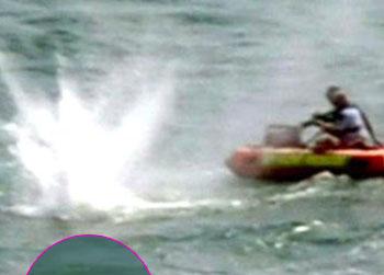 //pp_sharkattack_fox