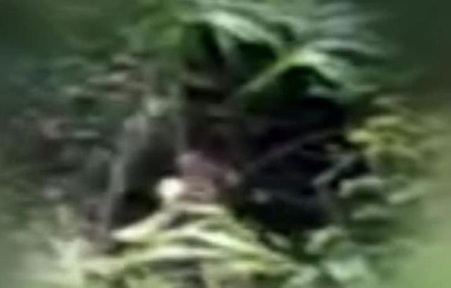 Wild Claims Australian Man Caught On Camera A 'Hairy Ape-Like' Bigfoot