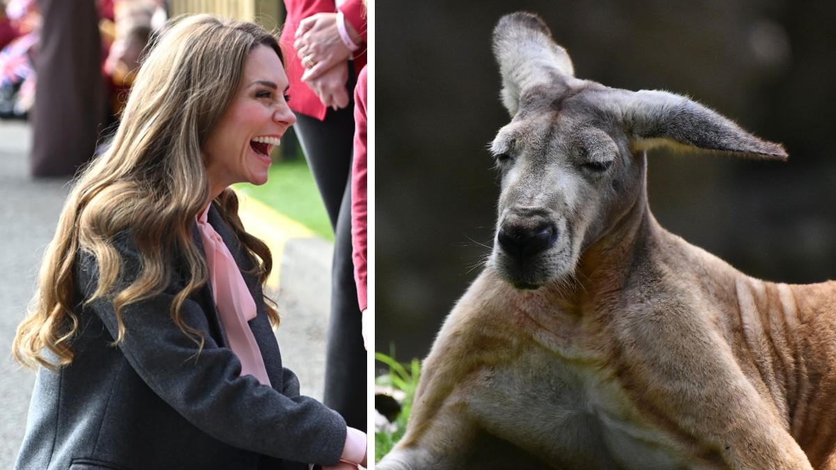 Photo of Princess Kate and a joey