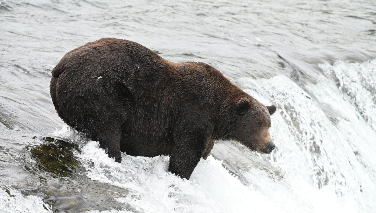 Picture of a Brown Bear