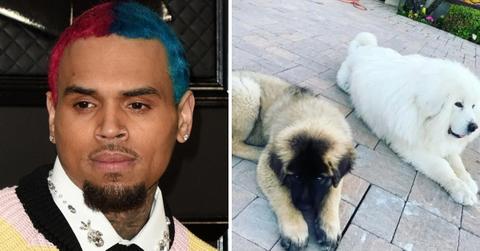 chrisbrown dogs ig pp