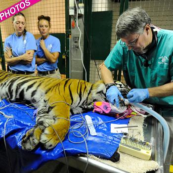 Nerves Of Steel! Vet Performs Root Canal On Malayan Tiger