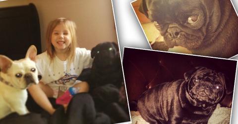 //chelsea houska pug pp