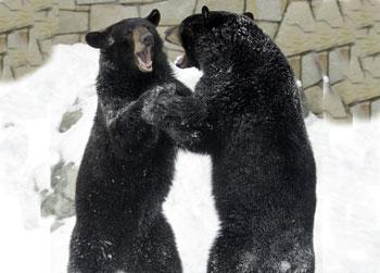 //black bears escape japan