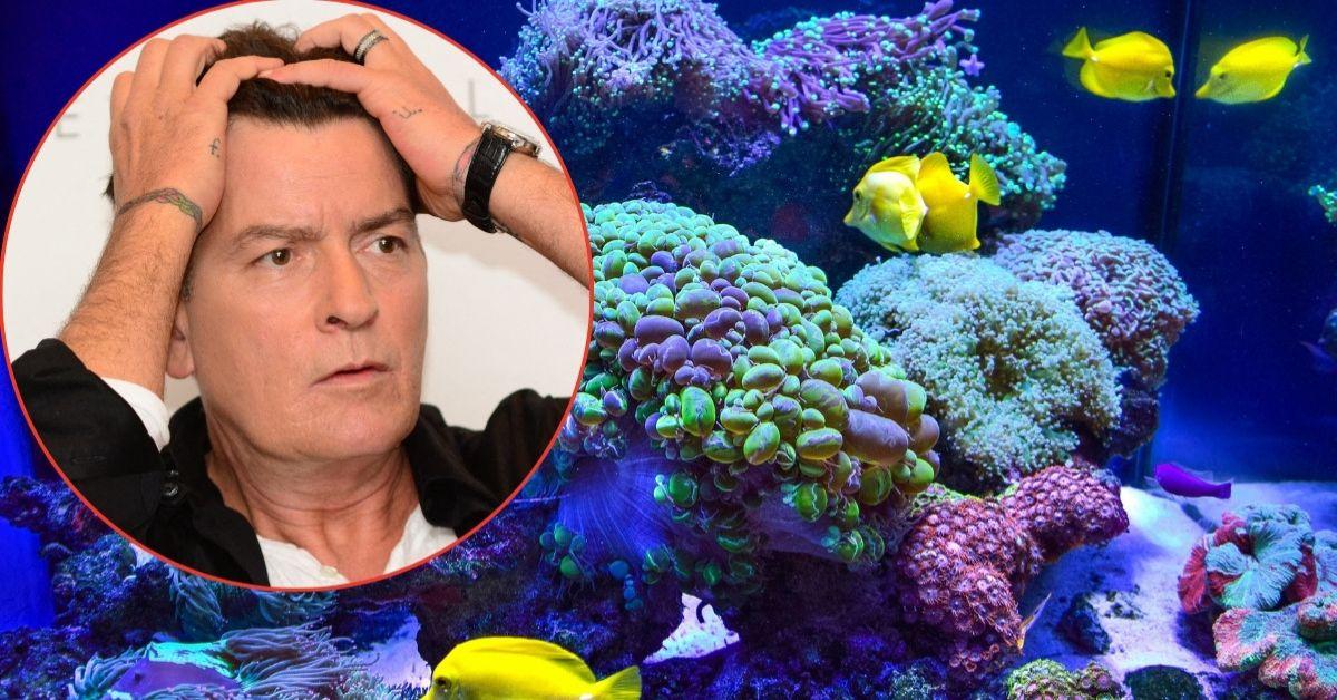 Photo of Charlie Sheen