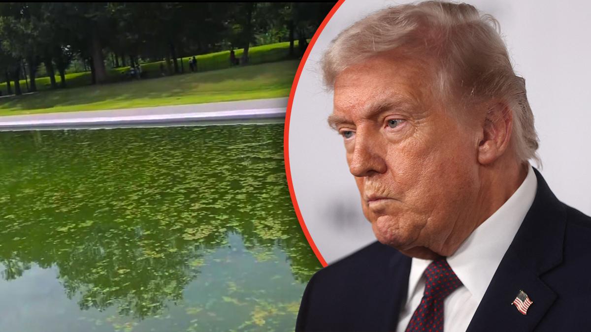 Donald Trump's passion project to renovate the Lincoln Memorial reflecting pool has led to an outbreak of algae. 