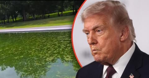 Donald Trump's passion project to renovate the Lincoln Memorial reflecting pool has led to an outbreak of algae.