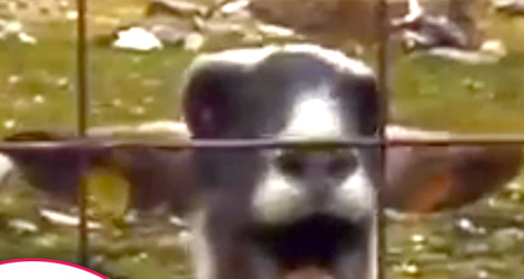 //taylor swift parody goat