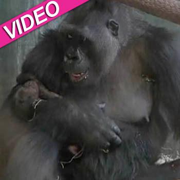 //baby gorilla video chicago zoo debut