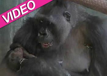 //baby gorilla video chicago zoo debut