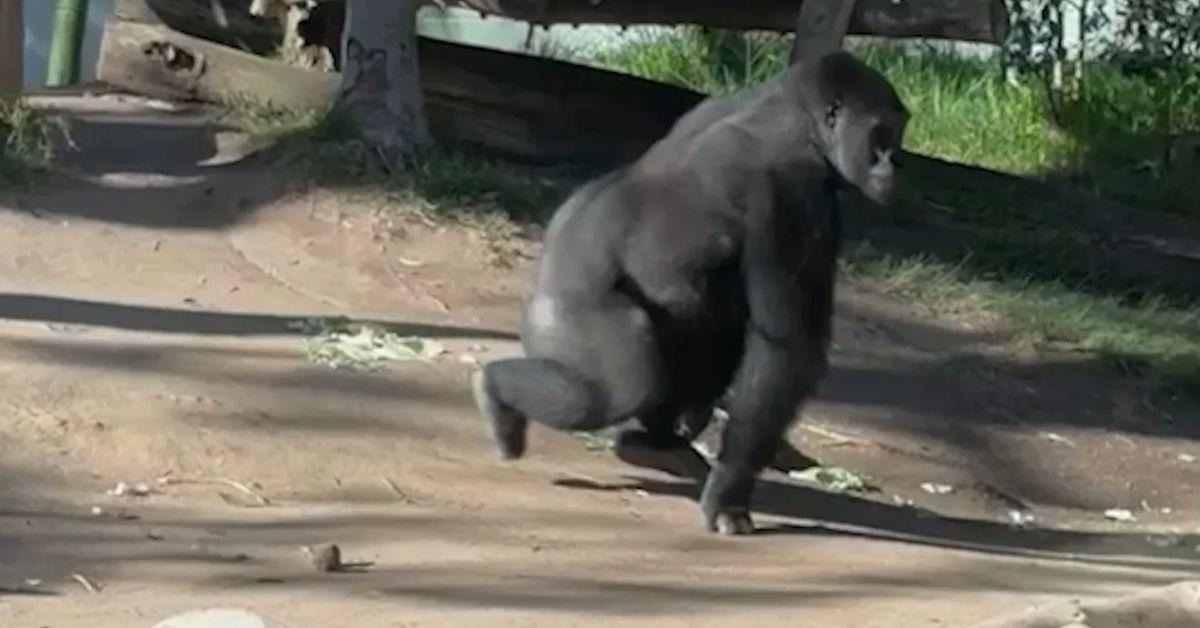 Denny the Gorilla