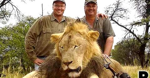 Lion Killer Walter Palmer Public Relations Firm Quits