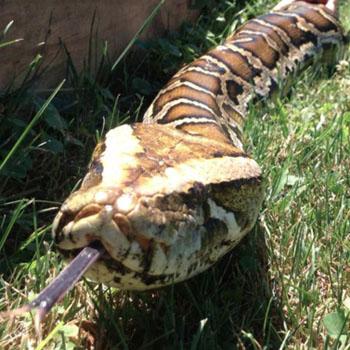 15ft-long python crushes security guard