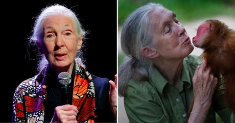 Photo of Jane Goodall.