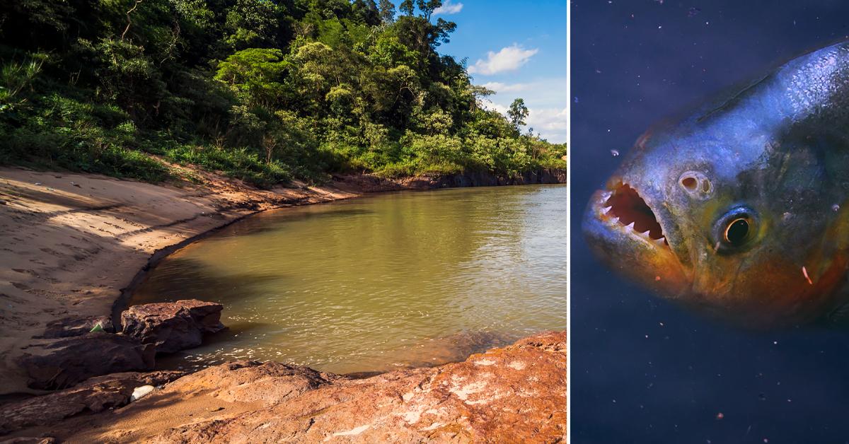 piranha attacks paraguay  deaths  injuring victim face disfigured r