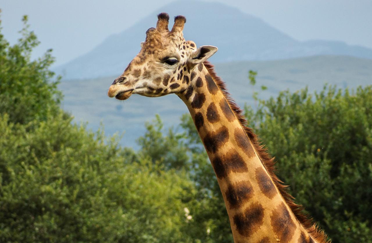 Kentucky Hunter Tess Thompson Talley Defends Killing Rare Black Giraffe