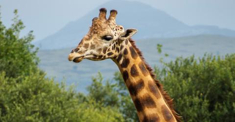 Kentucky Hunter Tess Thompson Talley Defends Killing Rare Black Giraffe