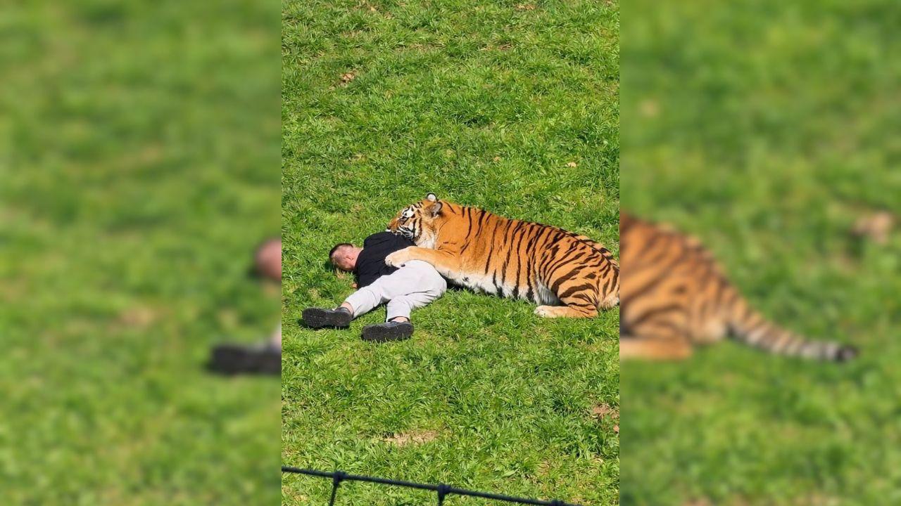 Photo of tiger attack