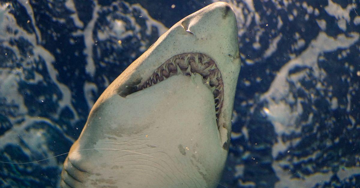 Man Mauled by Suspected 13-Foot Shark After Whale Carcass Discovery