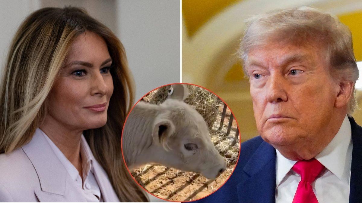 picture of Melania Trump, Donald Trump and cow