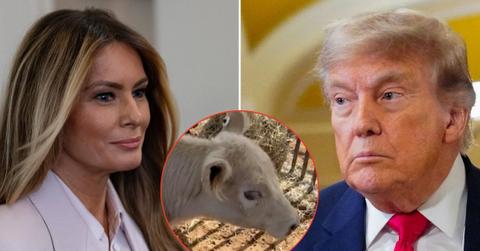 picture of Melania Trump, Donald Trump and cow