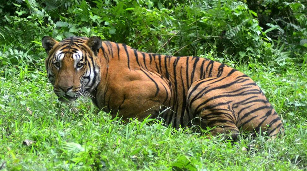 Bangladesh Police Kill Six Tiger Poachers