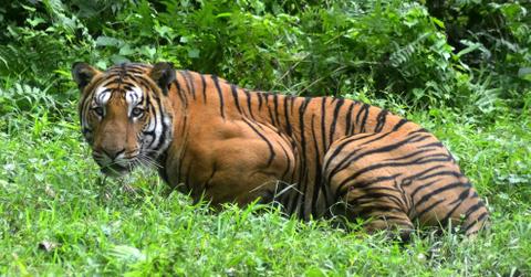Bangladesh Police Kill Six Tiger Poachers