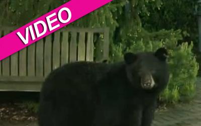 //bear report wnep post