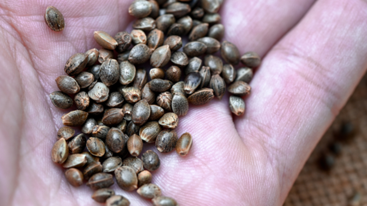 valerie juliet valdez circle inset image templates x px