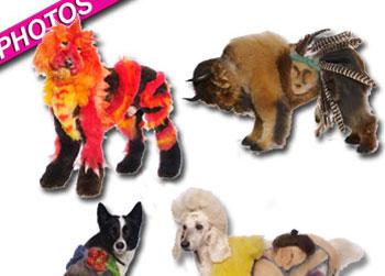 //extreme dog grooming landov