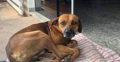 //Dog Refuses Leave Hospital Owner Died pp