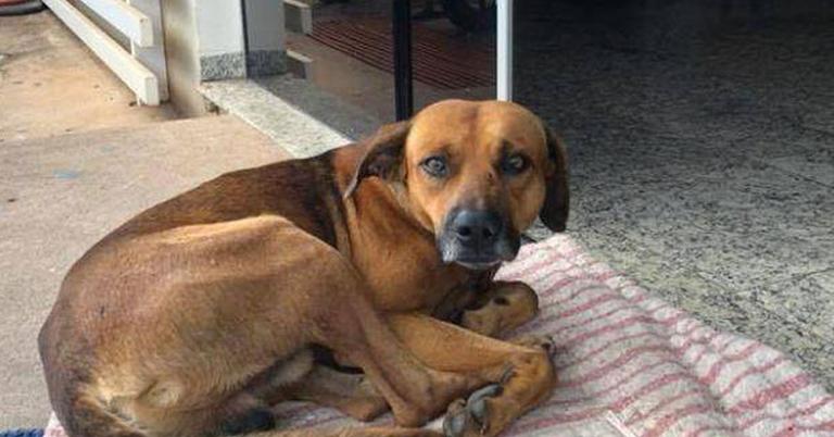 Dog Refuses To Leave Hospital Where Owner Died 4 Months Ago