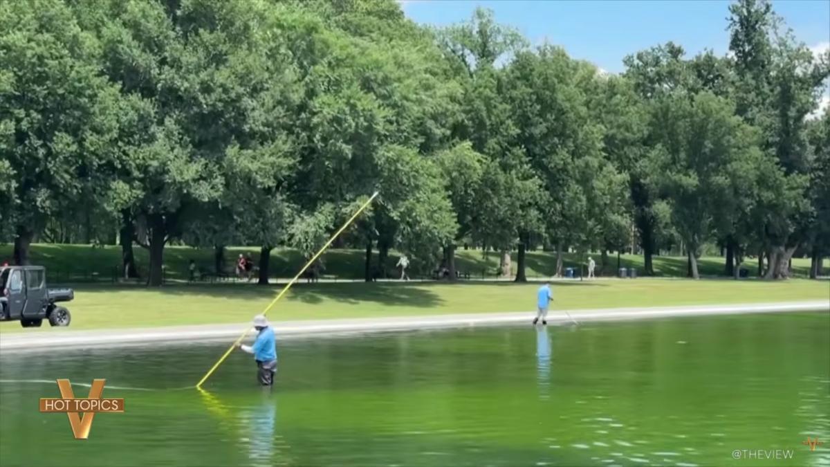 The Lincoln Memorial Reflecting Pool was overrun with algae.