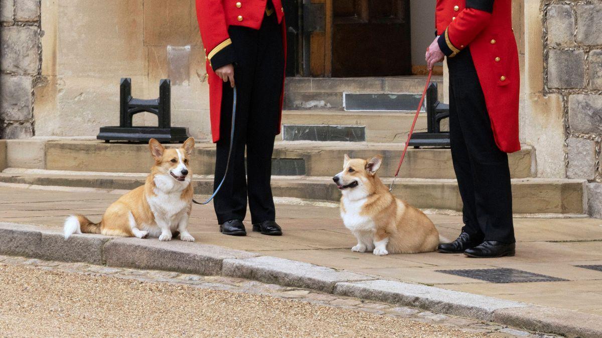 Photo of Queen's corgis,                                                                                                                                                                                                                                               Muick and Sandy
