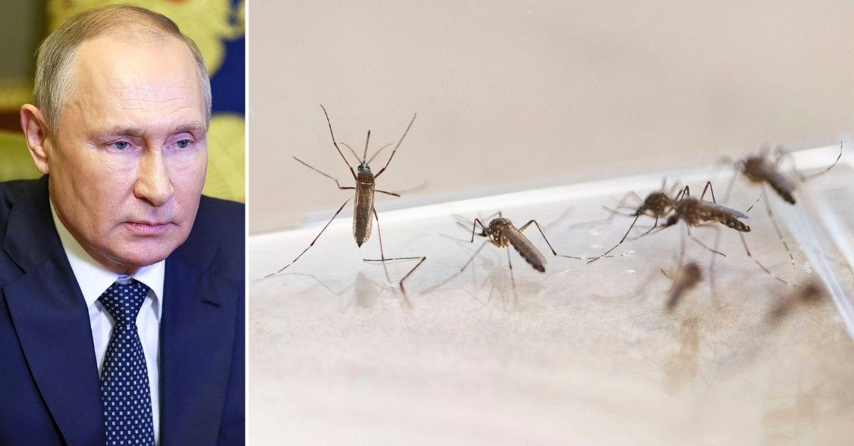 Vladimir Putin Accuses U.S. of Training Mosquitos to Attack Moscow