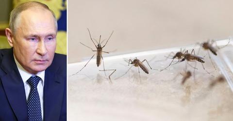 Vladimir Putin Accuses U.S. of Training Mosquitos to Attack Moscow